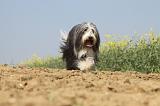 BEARDED COLLIE 215